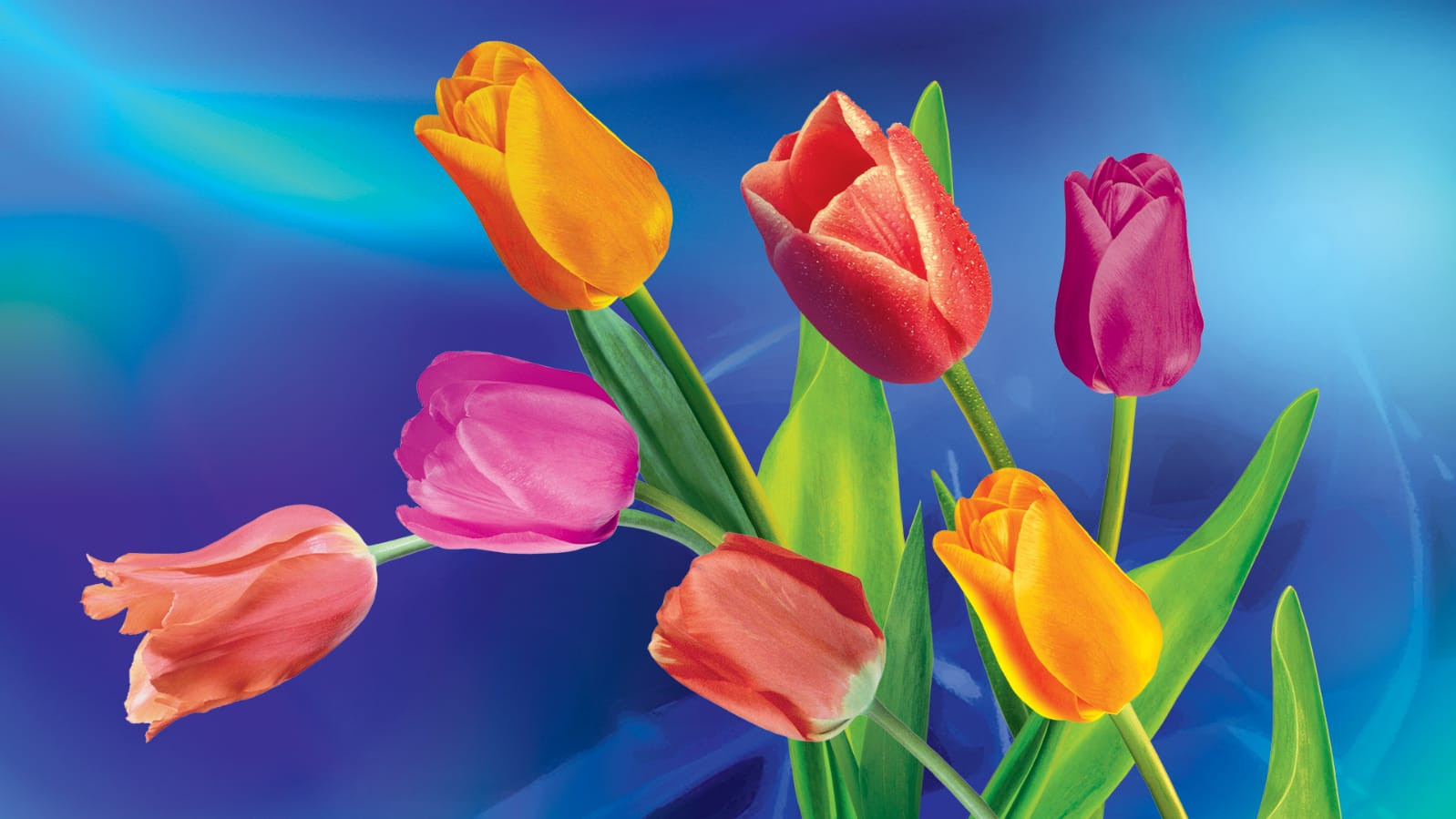 «Все звёзды для любимой»