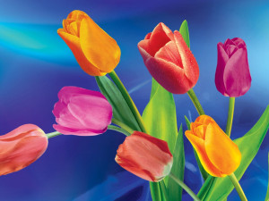 «Все звёзды для любимой»